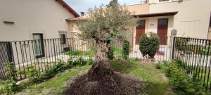 un árbol en un patio delante de una valla en San Marciano Luxury Rooms, en LʼAquila