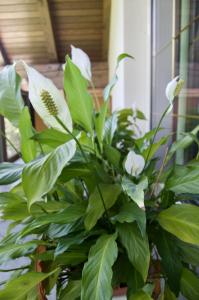 a plant with green leaves and white flowers in a vase at Rudi Hiti's Guest House in Bled
