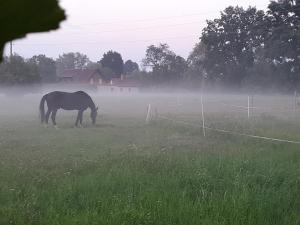 Tiere in der Pension oder in der Nähe
