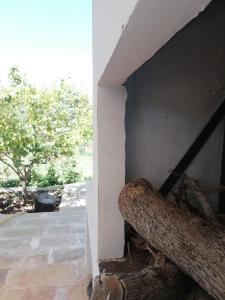 duża gałąź drzewa siedząca na rogu pokoju w obiekcie Trullo delle More w mieście Carovigno
