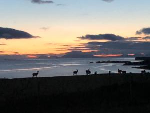 a group of animals standing on the beach at sunset at Coral Cabins in Dunvegan