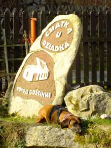 Ein Hund, der im Gras neben einem Felsen liegt. in der Unterkunft Chatka u Dziadka in Szklarska Poręba