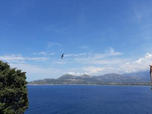 a bird flying over a large body of water at Casa Santa in Calvi +1 photo