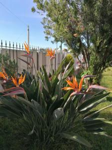 a garden with orange flowers in front of a fence at La Casa di Pitti in Anacapri