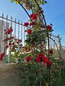 a bunch of red roses in front of a fence at La Casa di Pitti in Anacapri