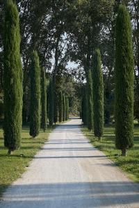 a tree lined road with a row of trees at Mas des Songes in Monteux
