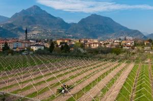 a vineyard with a city and mountains in the background at Villa Nicolli Romantic Spa Resort - Adults Only in Riva del Garda