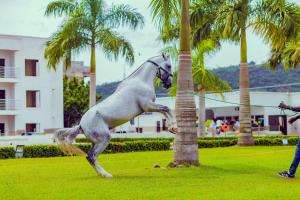 a person holding a horse tied to a palm tree at St Georges Height in Accra