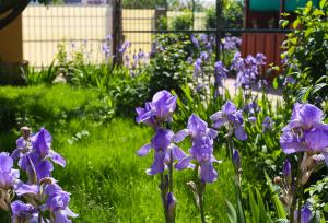 a garden with purple flowers in the grass at Vila Magica in Constanţa