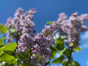 a bunch of purple flowers on a tree at Zagroda u Leny - Dom na wyłączność in Czyże