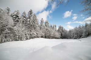 Abetone e Piramidi Resort في ابيتون: غابة مغطاة بالثلج مع أشجار مغطاة بالثلج