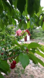 Zahrada ubytování Immaculate 2-Bed Cottage near Krka Waterfalls