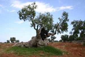 a large tree sitting in a field at 30 METRI QUADRATI in Monopoli