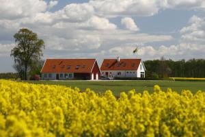 a house in the middle of a field with yellow flowers at Hobykrok B&B in Lund