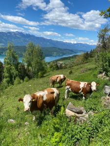 ミルシュタットにあるReinwalds Almhütteの三頭の牛が草の丘に立ち、湖がある