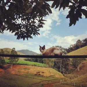 Pet ou pets ficando com hóspedes em Pousada dos Pereiras