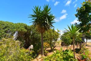una palma in mezzo a un giardino di Apanema Paros a Naoussa