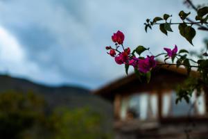 un arbusto con flores rosas delante de una casa en Cozy Log Cabin-Ojo de Agua-Villa de Leyva-WIFI, en Villa de Leyva