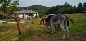 Galería fotográfica de Favetto Family Ranch en Rueglio