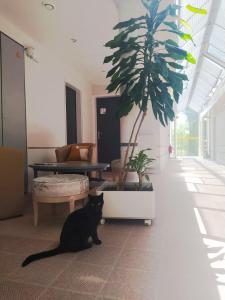 un chat noir assis dans une pièce avec un palmier dans l'établissement Hôtel L'ile Du Saussay, à Itteville