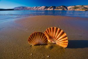 two shells sitting on the sand on a beach at Apartment in Lopar with sea view, loggia, air conditioning, W-LAN (186-4) in Lopar