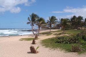 a sandy beach with palm trees and the ocean at stellamares suites in Salvador