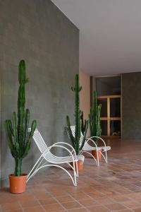 zwei weiße Stühle und Kaktuen in einem Raum in der Unterkunft CASA DEI LIMONI in Gardone Riviera