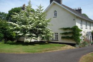 een wit huis met een boom ervoor bij St Michaels House in Crediton