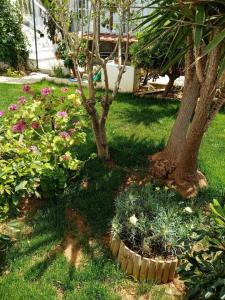 A garden outside Marina Villa