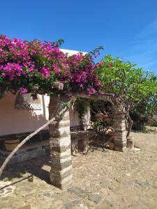 eine Gruppe von Bäumen mit rosa Blumen darauf in der Unterkunft Agriturismo Hibiscus in Ustica