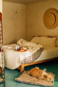 a dog laying on a bed next to a bedspread at BOULENC BED AND BREAD in Oaxaca City