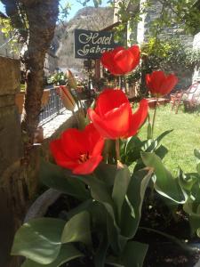 un bouquet de fleurs rouges dans un jardin dans l'établissement Gabarre, à Broto