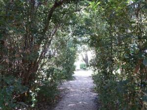un chemin à travers une forêt d'arbres et de buissons dans l'établissement Mas de la Forge, à Arles