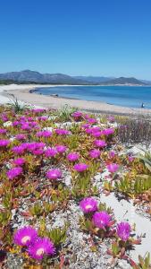 a bunch of purple flowers on a beach at MONOLOCALE YELLOW in Siniscola