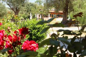 A garden outside Villa Rosada