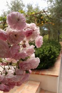 パリヌーロにあるVilla Rosadaの植物のピンクの花束