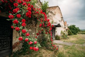 O grădină în afara Chateau Eniseli