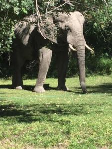 een olifant in het gras in een veld bij Lianshulu Lodge in Kongola