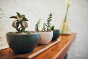 a row of potted plants sitting on a wooden shelf at il Magàn - Cinque Terre in Corniglia