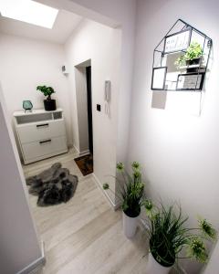 a hallway with potted plants and a mirror on the wall at Apartament SHARK w centrum z klimą in Iława