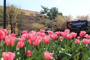 a field of pink tulips in front of a sign at Comfort Inn University Center in Fairfax