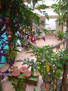 a group of potted plants sitting on a table at Pousada Betel - Moradas Familia Betel in Salvador