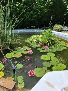 a pond with lilly pads and flowers in a garden at La Corte del Macero in Castelfranco Emilia
