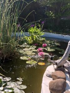 a pond with lily pads and flowers in a garden at La Corte del Macero in Castelfranco Emilia