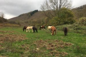 le hameau de Sylvanes في Sylvanès: مجموعة من الخيول ترعى في حقل