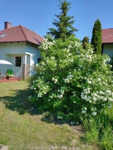 a bush of white flowers in front of a house at Apartamenty Zielona Góra in Zielona Góra