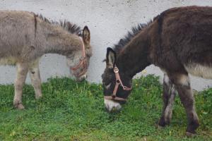 Zvieratá na farme alebo blízkom okolí