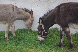 Zvířata v farmy nebo okolí