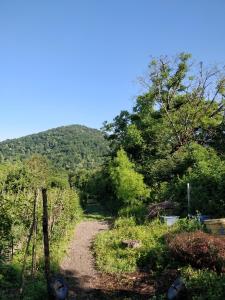 un chemin de terre avec des arbres et une montagne en arrière-plan dans l'établissement Jibghashvilebi's house, à Lagodekhi