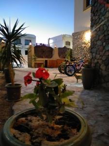 a plant in a pot with a red flower in it at Villa 22 in Dahab